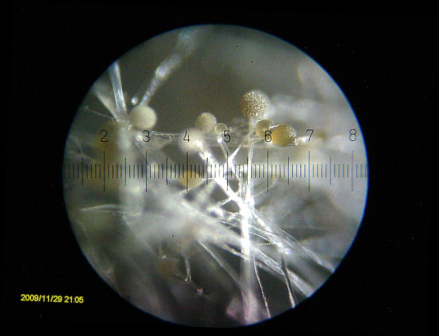 Un filtro saturado deja pasar menos aire: el sistema puede estar perfecto y aun así llegar poco aire frío al habitáculo. Foto: Bob Blaylock · CC BY-SA 3.0 · Wikimedia Commons